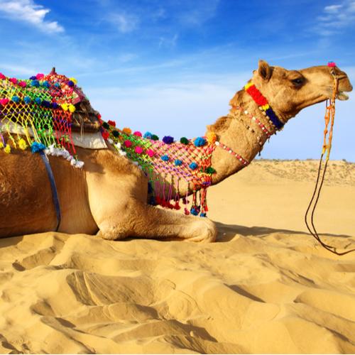 Bikaner Camels