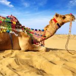 Bikaner Camels