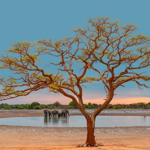 Olifanten in Etosha Nationaal Park
