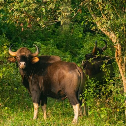 Indiase gaur, Periyar Nationaal Park