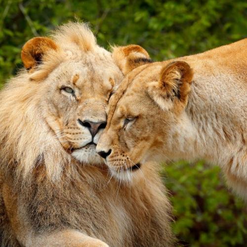 Leeuwen in Chobe Nationaal Park