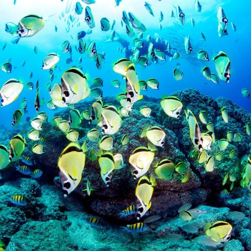 Snorkelen bij Catalina-eilanden