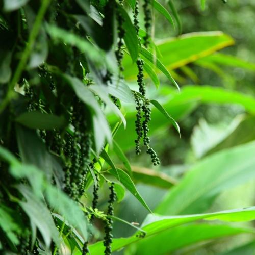 Groene Peper plantatie, Thekkady