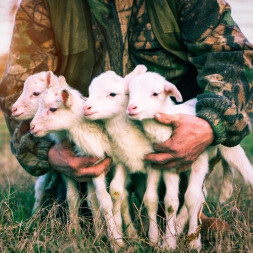 Ierland schapen