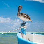 Pelikaan aan de kust van Akumal