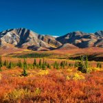 Denali Nationaal Park