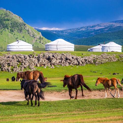 Paarden in de Orhkon vallei, vlakbij verschillende gers, Mongolië