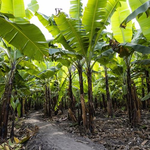 Bananenplantage, Tanzania