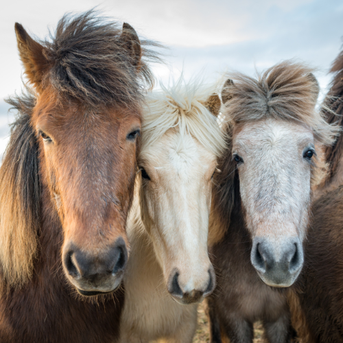 IJslandse paarden