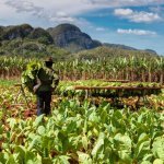 Viñales, tabaksplantage