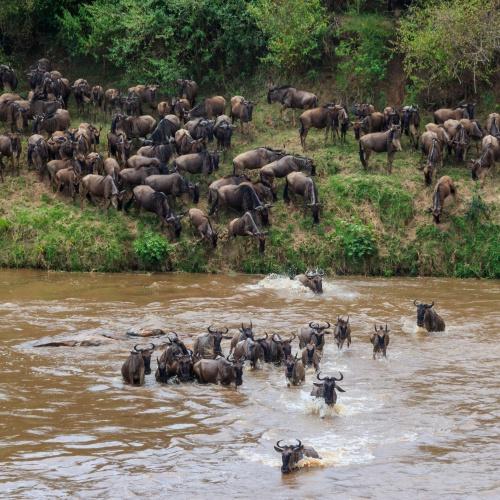 Overstekende Wildenbeesten in Serengeti Nationaal Park
