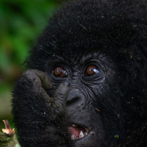 Gorilla in Bwindi