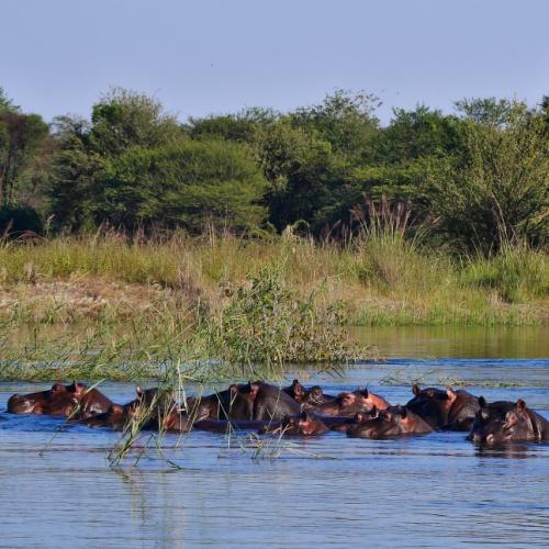 Nijlpaarden nabij Divundu