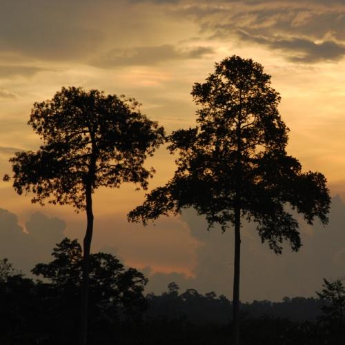 Zonsondergang in Taman Negara