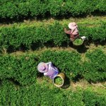 Cameron Highlands, thee plukkers