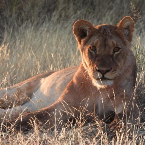 Leeuw in Makgadikgadi Pans 