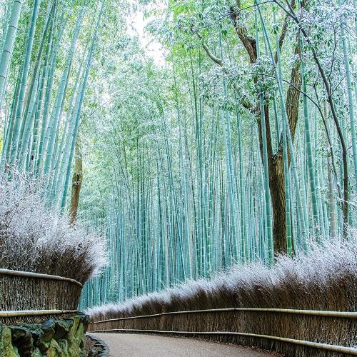 Het bamboebos van Arashiyama in winterse sfeer