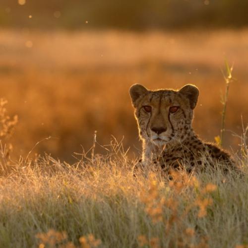 Etosha Nationaal Park, Cheeta