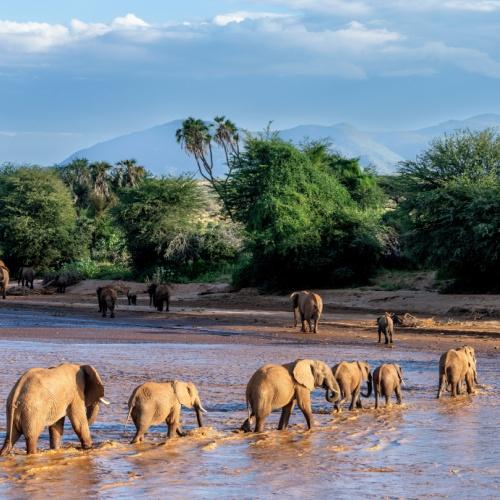 Olifanten in Samburu Nationaal Park