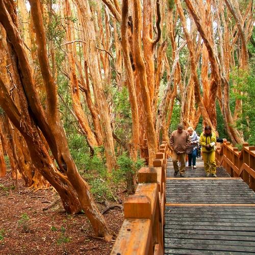 Bariloche Arrayanes