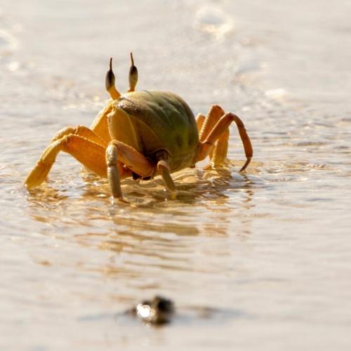 Krab in de branding van de Rode Zee