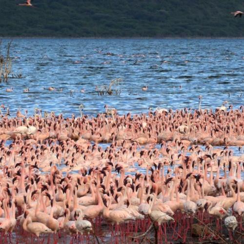 Flamingo's bij bogoriameer