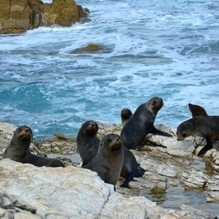 Dagexcursie Kaikoura Peninsula incl. lunch