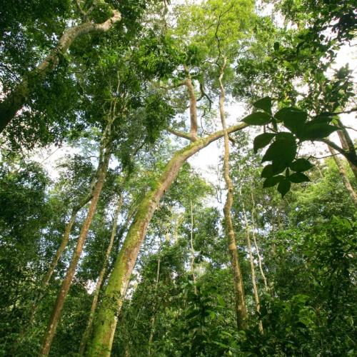 Regenwoud in Kibale Nationaal Park