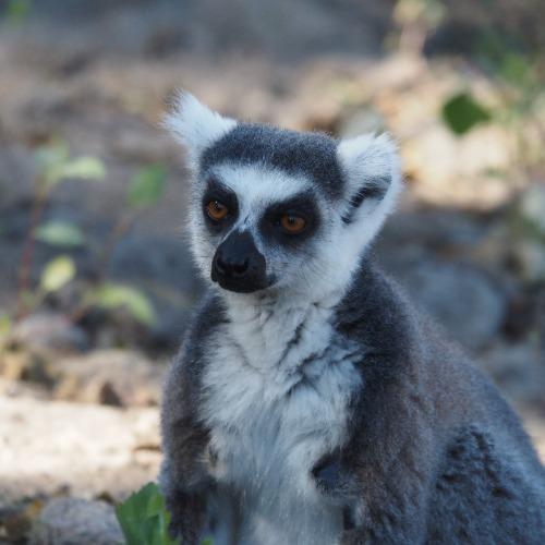 Reizigersfoto Madagaskar