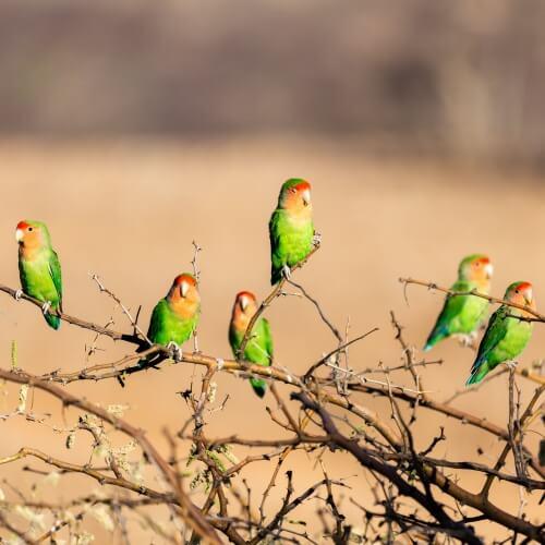 Khorixas, vogels