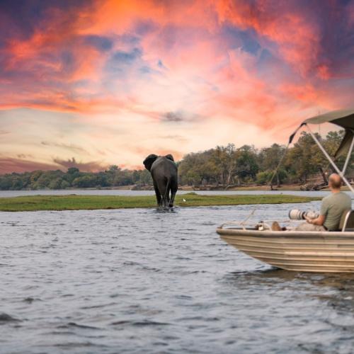 Olifant in Okavango Delta