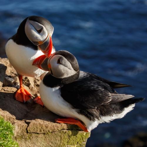 De beroemde puffins in IJsland