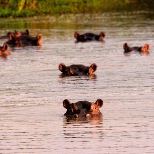 Nijlpaarden in Queen Elisabeth NP