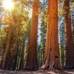 Redwoods Forest