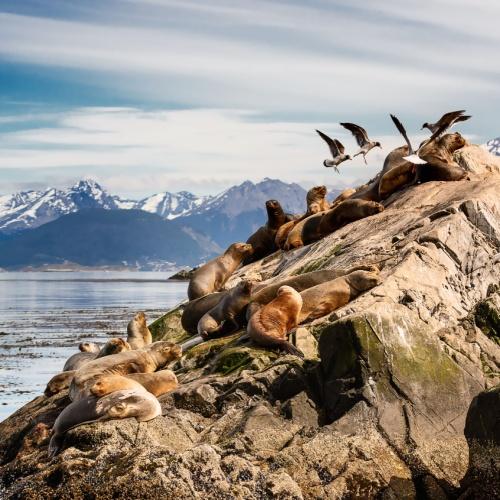 Beagle-kanaal, zeeleeuwen en albatrossen