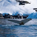 Walvissen op Antarctica