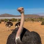 Oudtshoorn, struisvogelboerderij