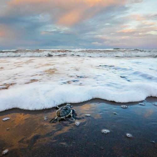 Schildpad aan de kust bij Tortuguero
