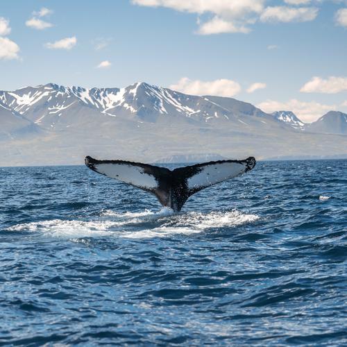 Walvis