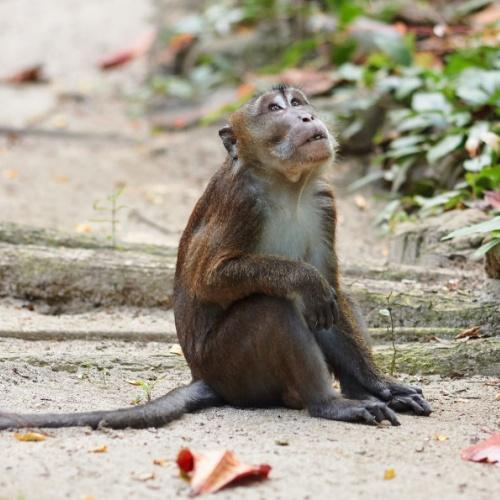 Aap in het zand, Puerto Princesa