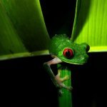 Nachtwandeling in Monteverde