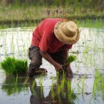 Rijstwerken in Filipijnen