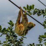 Luiaard in Puerto Viejo de Sarapiquí