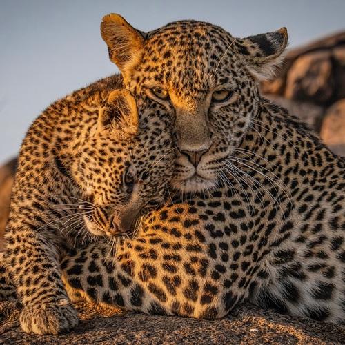 Luipaard met cup in Serengeti, Tanzania