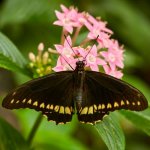 Vlinder La Paz waterval tuinen