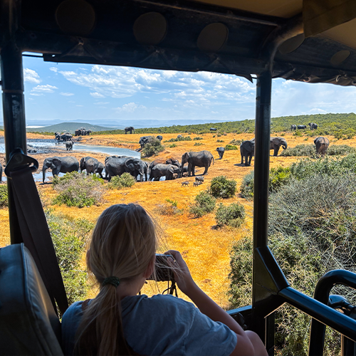 Gamedrive Addo Nationaal Park