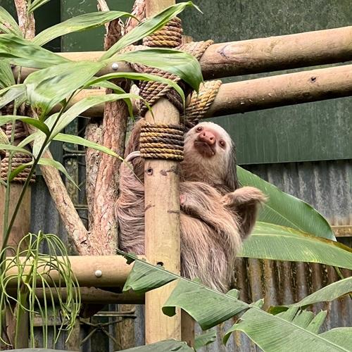 Luiaard in Selvatura Park