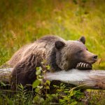 Grizzlybeer in West-Canada