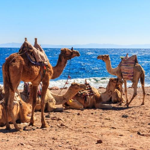 Kamelen op het strand van Dahab