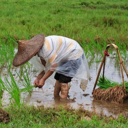 Rijst verbouwen in Yangshuo